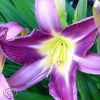 Hemerocallis Lavender Deal